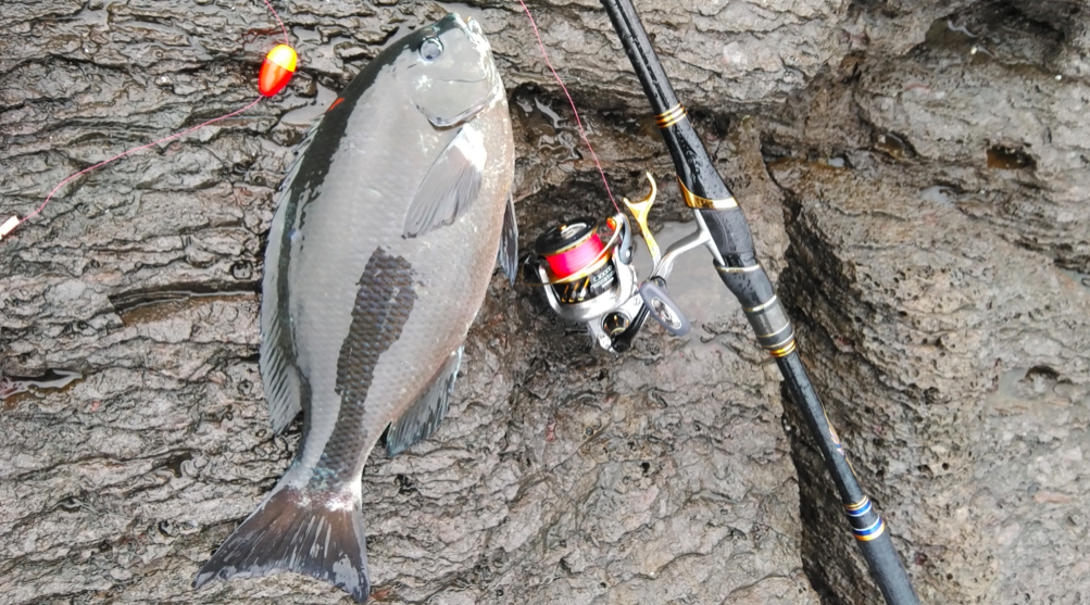 ６月は大阪で何が釣れる オススメの魚種と釣り方を紹介 Fishing Harbor